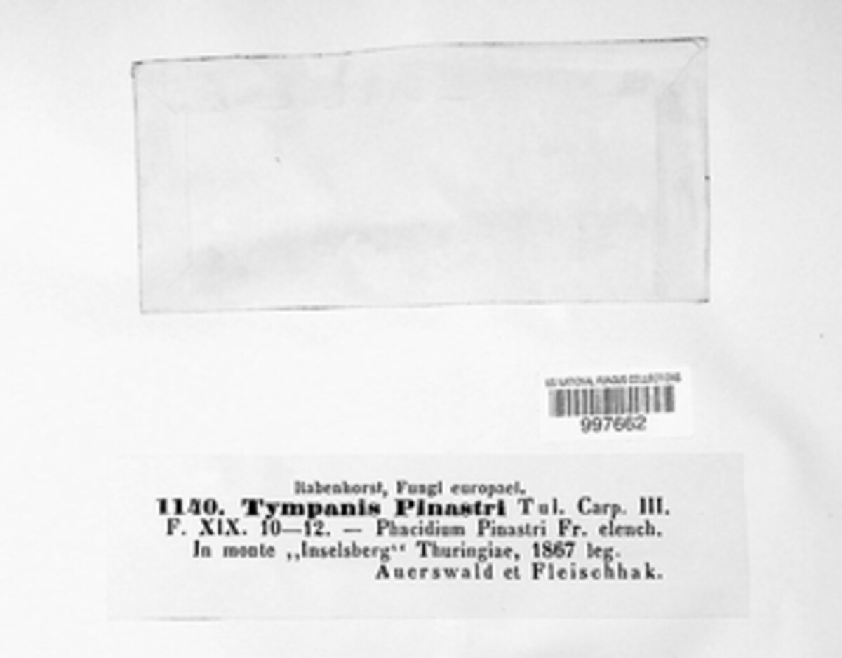 Tympanis pinastri image
